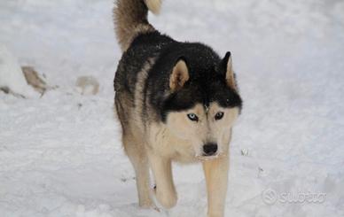 Siberian husky femmina