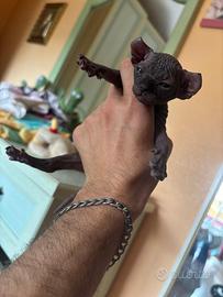 Gatti sphynx