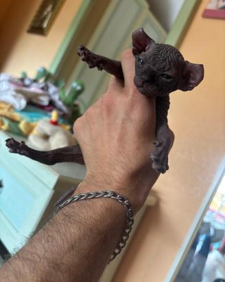Gatti sphynx