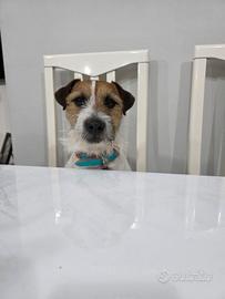Jack russel terrier broken