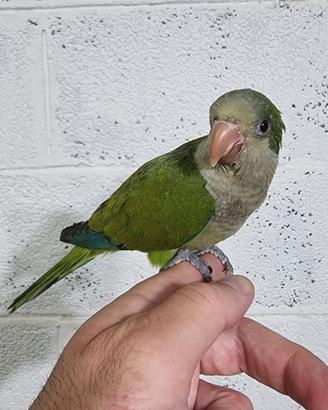 Pullo di parrocchetto monaco parlante svezzato