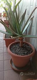 PIANTE ALOE VERA 