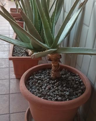 PIANTE ALOE VERA 