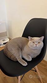 Disponibile per monta British Shorthair Fawn