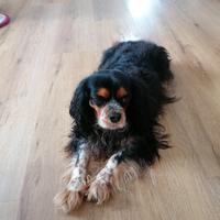 Cavalier king