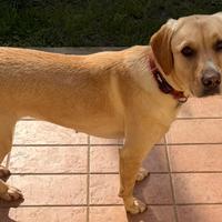 Labrador Meticcia