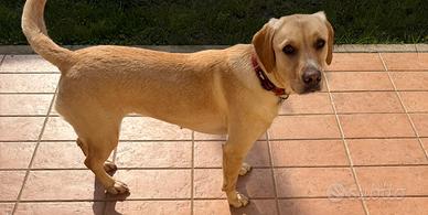 Labrador Meticcia
