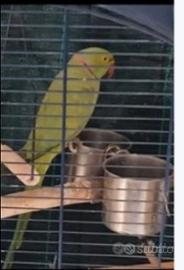 Partocchetto dal collare