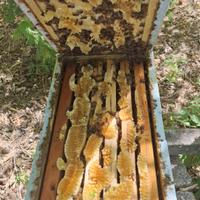 Nuclei di api Ligustiche