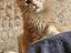 Immagine 6