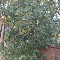 ALBERO DI MAGNOLIA DA GIARDINO 