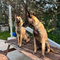 Pastori belga malinois