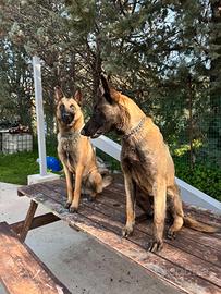 Pastori belga malinois
