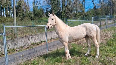 Cavallo Argentino Criollo