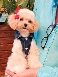 Maltipoo mini 1,700 kg a 6 mesi-taglia piccolina
