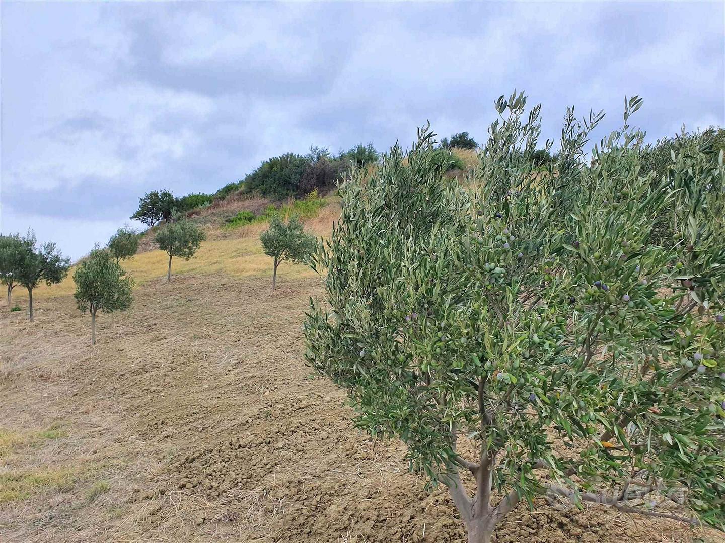 Rif.RI233| terreno agricolo borgia - Vista 3