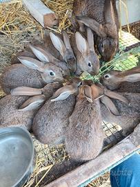 Conigli svezzati