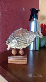piranha rosso imbalsamato su base in legno