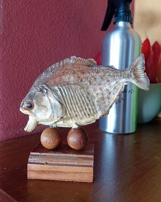 piranha rosso imbalsamato su base in legno