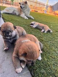 Cuccioli Akita inu