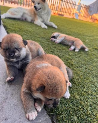 Cuccioli Akita inu