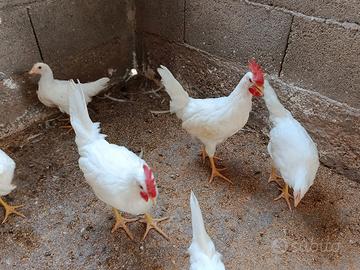 Galletti Livornese Bianca 