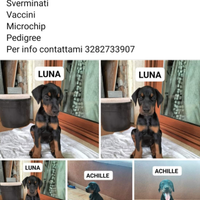 Cuccioli dobermann nati il 13 luglio 2024