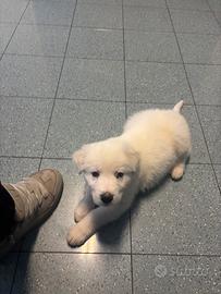 Cucciolo Maremmano Abruzzese