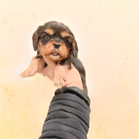 Cavalier king pedigree ENCI