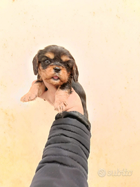 Cavalier king pedigree ENCI