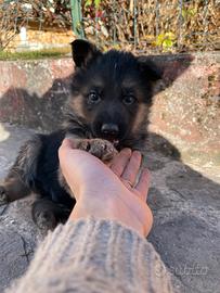 Zampetto di neve, pastore tedesco giocherellone
