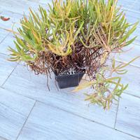 bulbine flutescens cactus succulenta