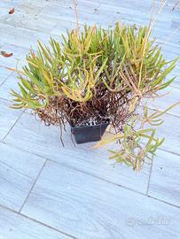 bulbine flutescens cactus succulenta