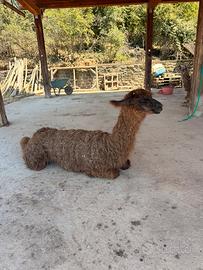 Lama di 1 anno femmina