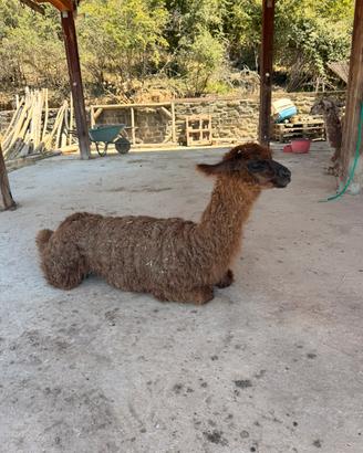 Lama di 1 anno femmina