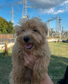 Maltipoo
