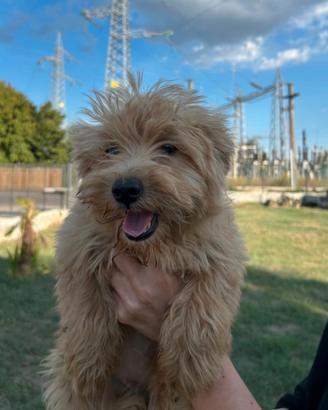 Maltipoo
