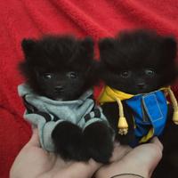 Spitz tedesco di Pomerania