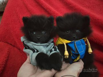 Spitz tedesco di Pomerania