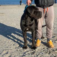 Cane corso per monta riproduttore selezionato