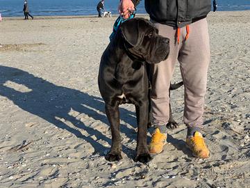 Cane corso per monta riproduttore selezionato