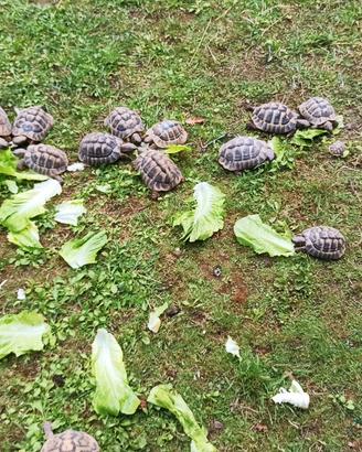 Tartarughe Hermanni Allevamento
