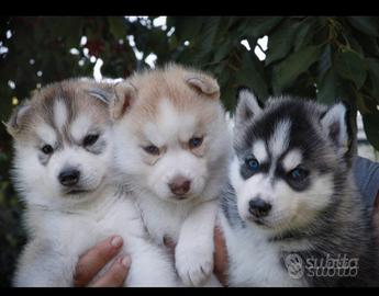 cuccioli siberian husky pedigree enci 