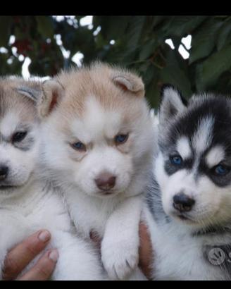 cuccioli siberian husky pedigree enci 