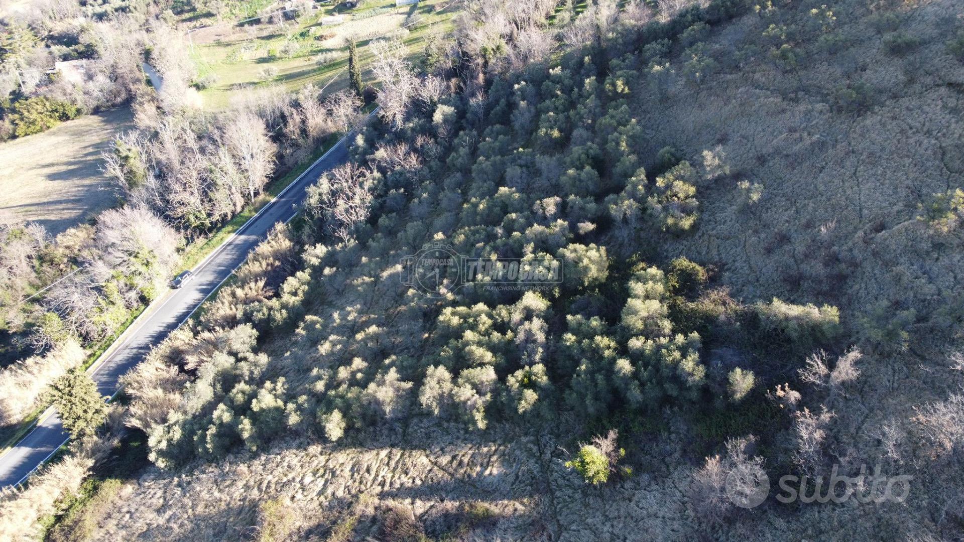 Terreno agricolo con 240 ulivi - Vista 5
