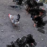 Galline