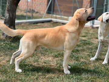 Cane Labrador per accoppiamento