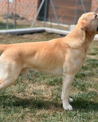 Cane Labrador per accoppiamento