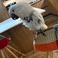 Cacatua alba