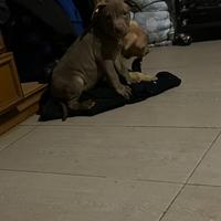 Pitbull ukc